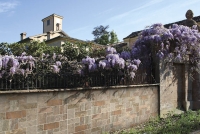 cottopetrus_murodisiena_1.jpg